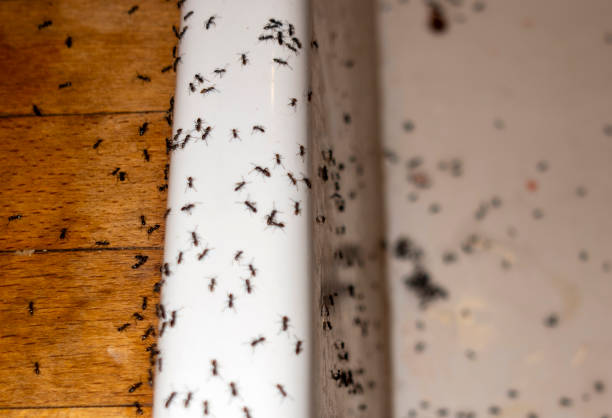 Best Residential Pest Control  in Waukee, IA